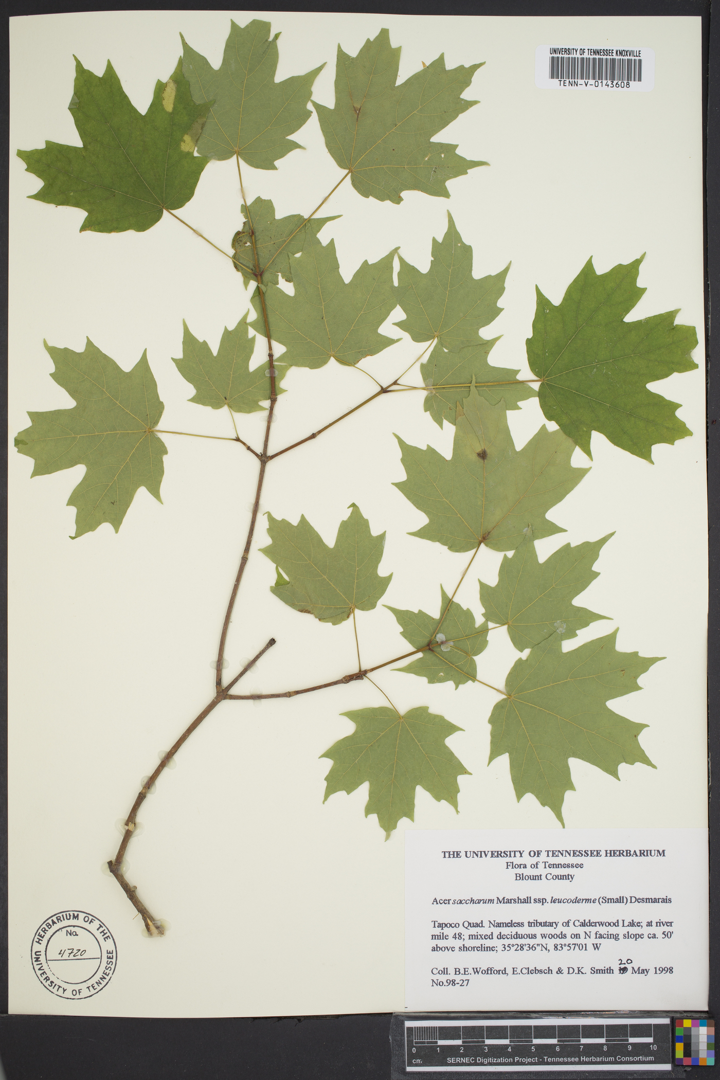 Acer saccharum subsp. leucoderme image