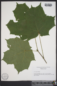 Acer nigrum image