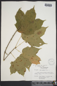 Acer nigrum image