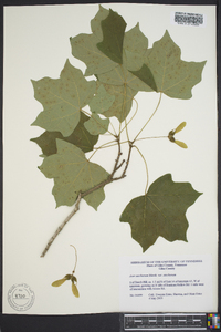 Acer saccharum subsp. saccharum image