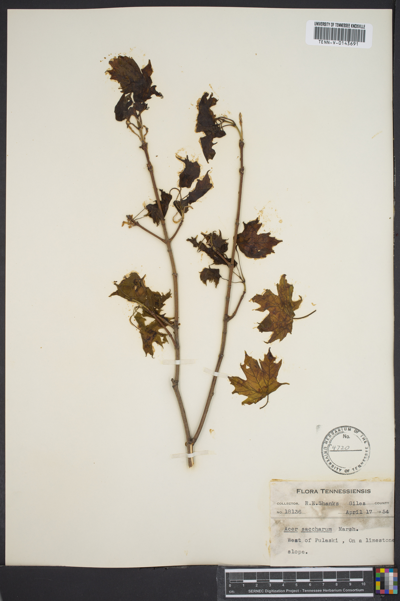 Acer saccharum subsp. saccharum image