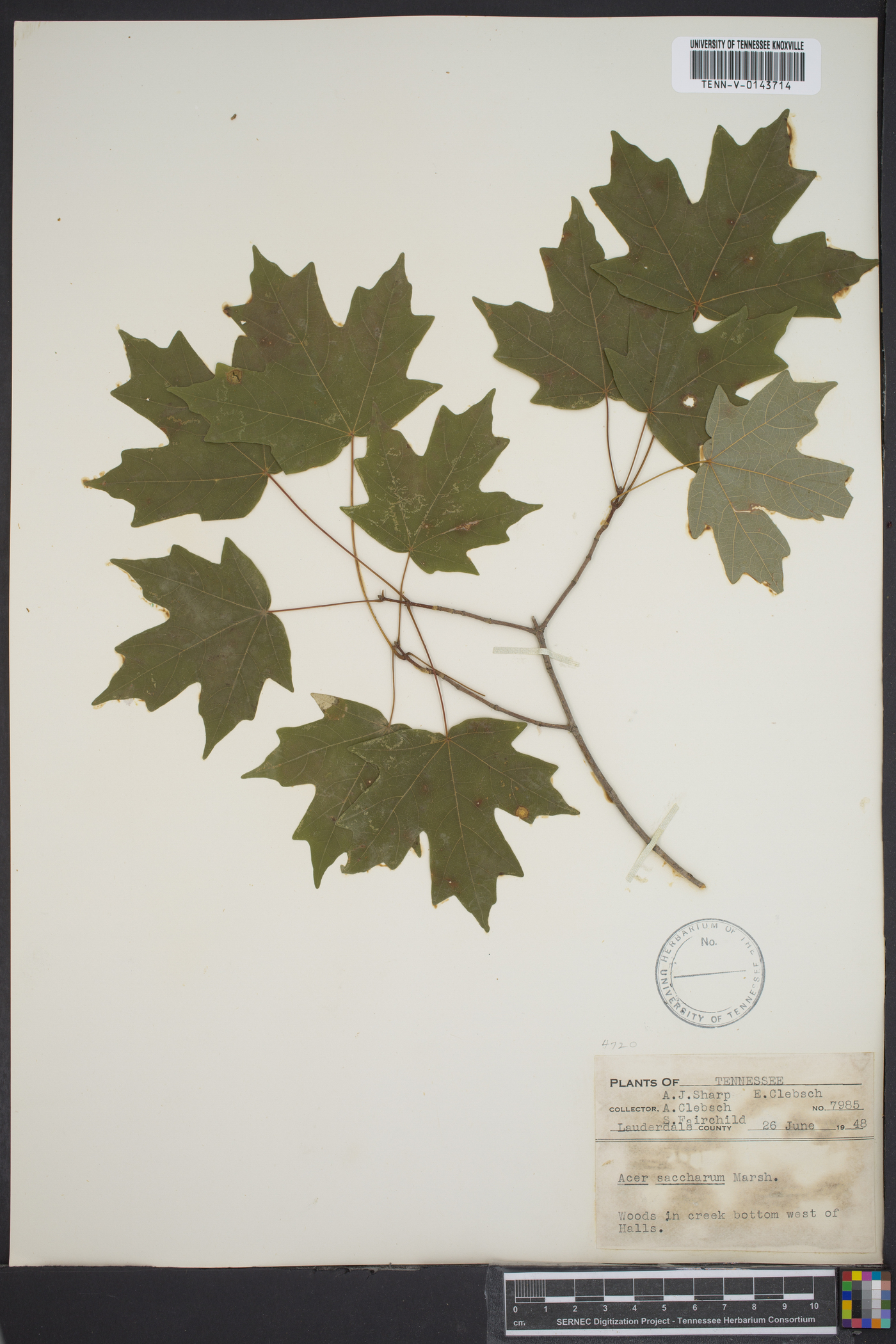 Acer saccharum subsp. saccharum image