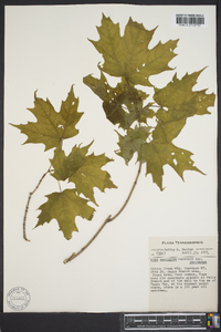Acer saccharum subsp. saccharum image