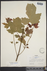 Acer saccharum subsp. saccharum image