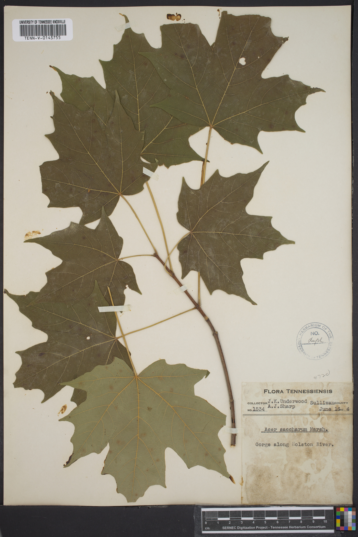 Acer saccharum subsp. saccharum image