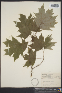 Acer saccharum subsp. saccharum image