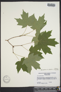 Acer saccharum var. saccharum image