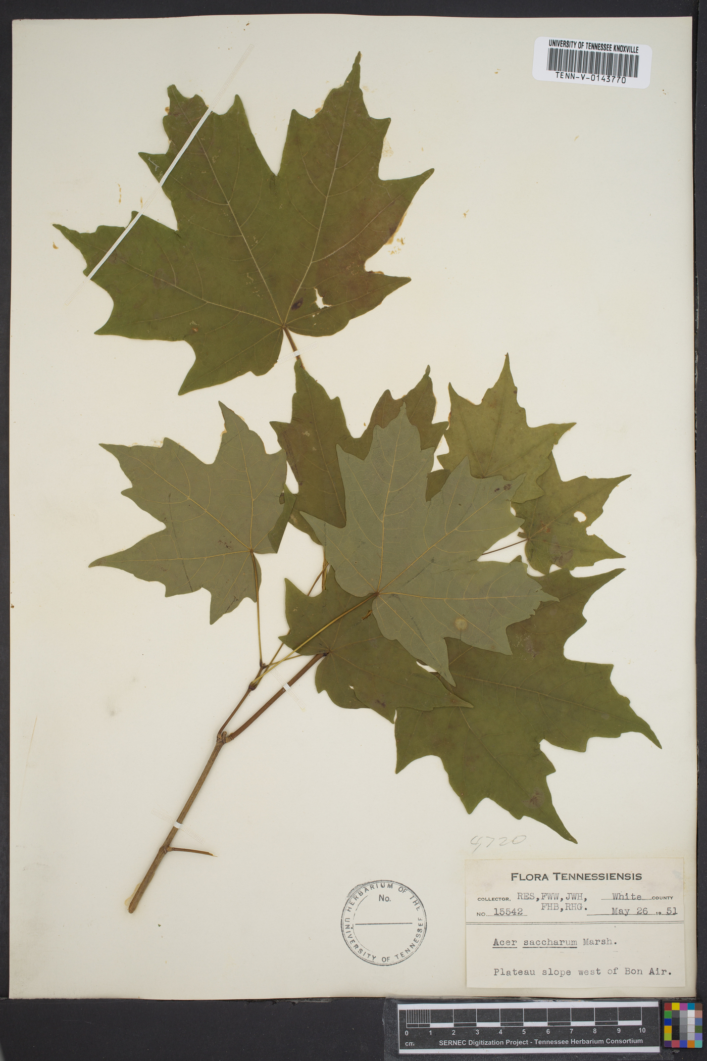 Acer saccharum var. saccharum image