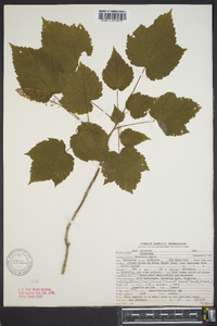 Acer spicatum image