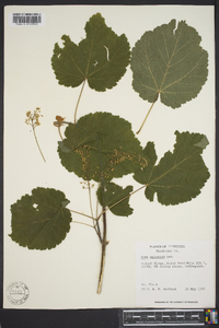 Acer spicatum image