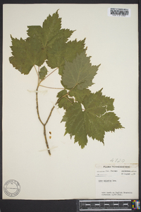 Acer spicatum image