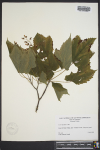 Acer spicatum image