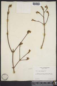 Acer spicatum image