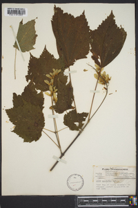 Acer spicatum image