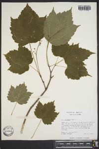 Acer spicatum image