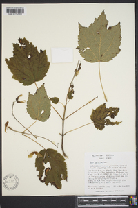 Acer spicatum image