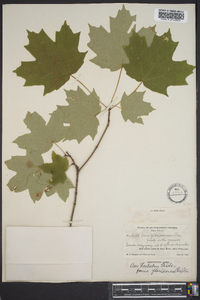 Acer barbatum image