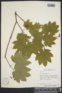 Acer circinatum image