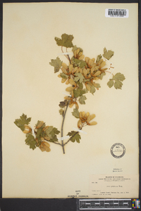 Acer glabrum image