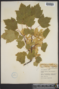 Acer glabrum image