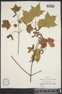 Acer leucoderme image