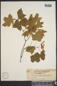 Acer leucoderme image