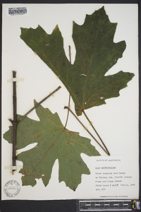 Acer macrophyllum image