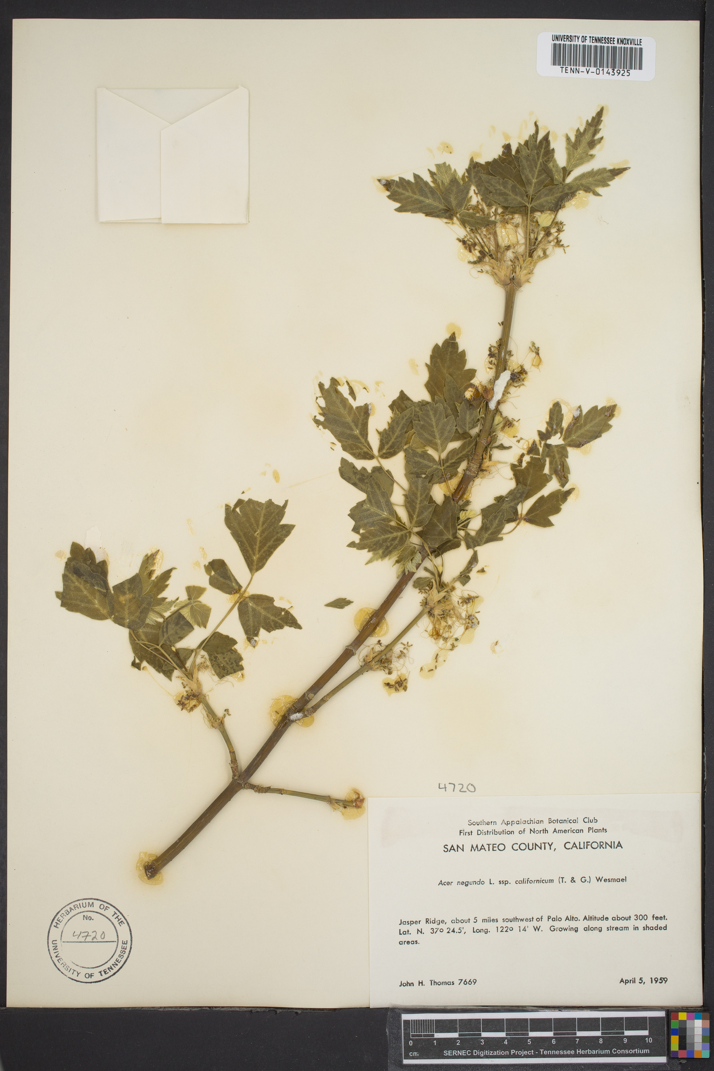 Acer negundo var. californicum image