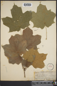 Acer nigrum image