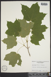 Acer nigrum image