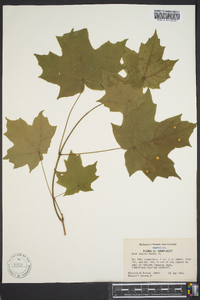 Acer nigrum image