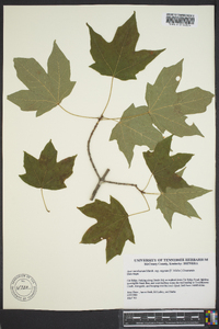 Acer nigrum image