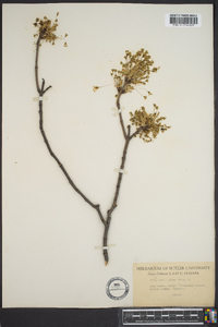 Acer nigrum image