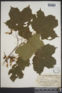 Acer nigrum image