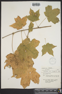 Acer nigrum image