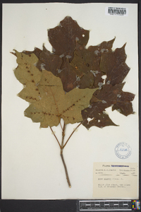 Acer nigrum image