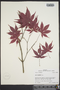 Acer palmatum image