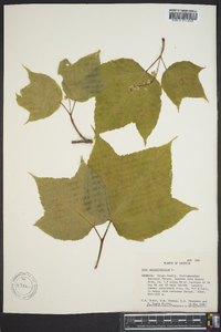 Acer pennsylvanicum image