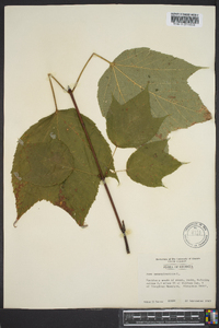 Acer pennsylvanicum image