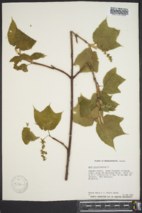 Acer pennsylvanicum image