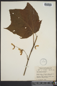 Acer pennsylvanicum image