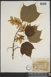 Acer pennsylvanicum image