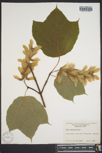 Acer pennsylvanicum image