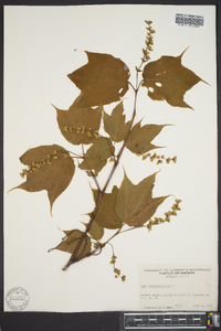 Acer pennsylvanicum image