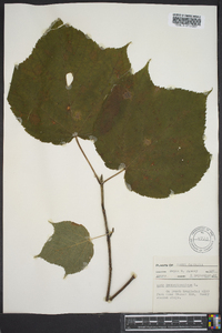 Acer pennsylvanicum image