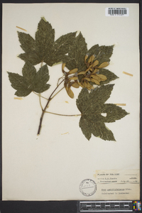 Acer pseudoplatanus image