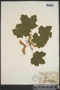 Acer platanoides image