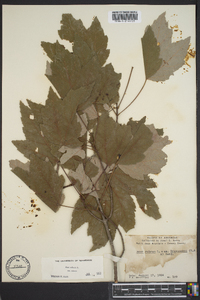 Acer rubrum var. rubrum image