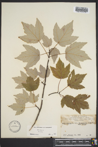 Acer rubrum var. rubrum image