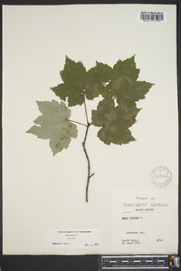 Acer rubrum var. rubrum image